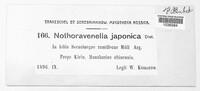 Nothoravenelia japonica image